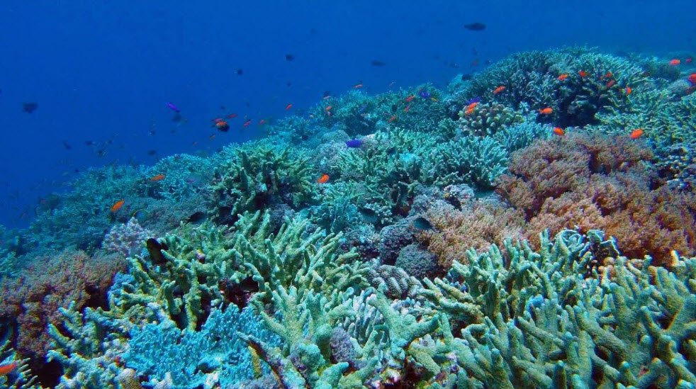 Tubbataha Reef, Palawan, Philippines